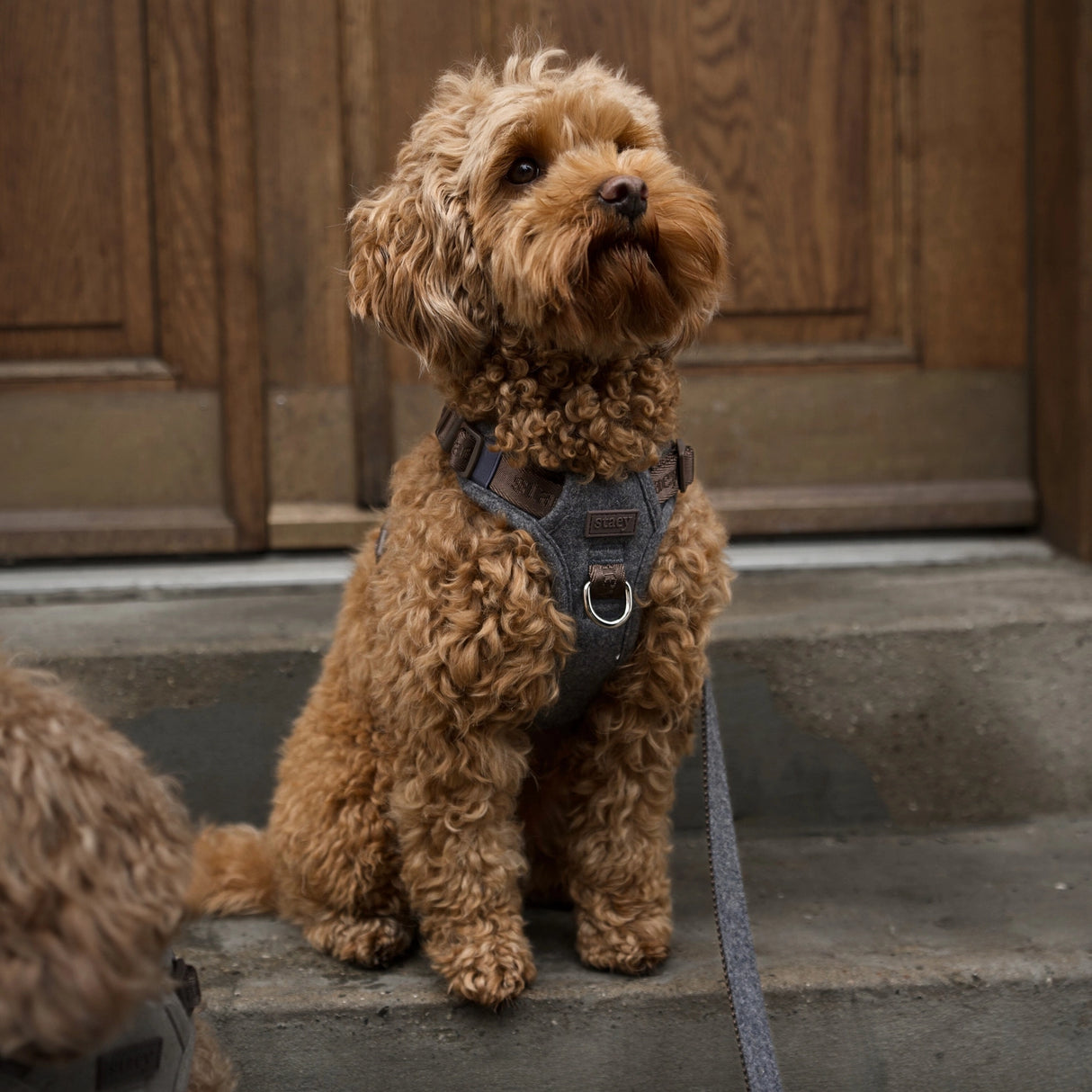 Staey Elma dog harness, stone