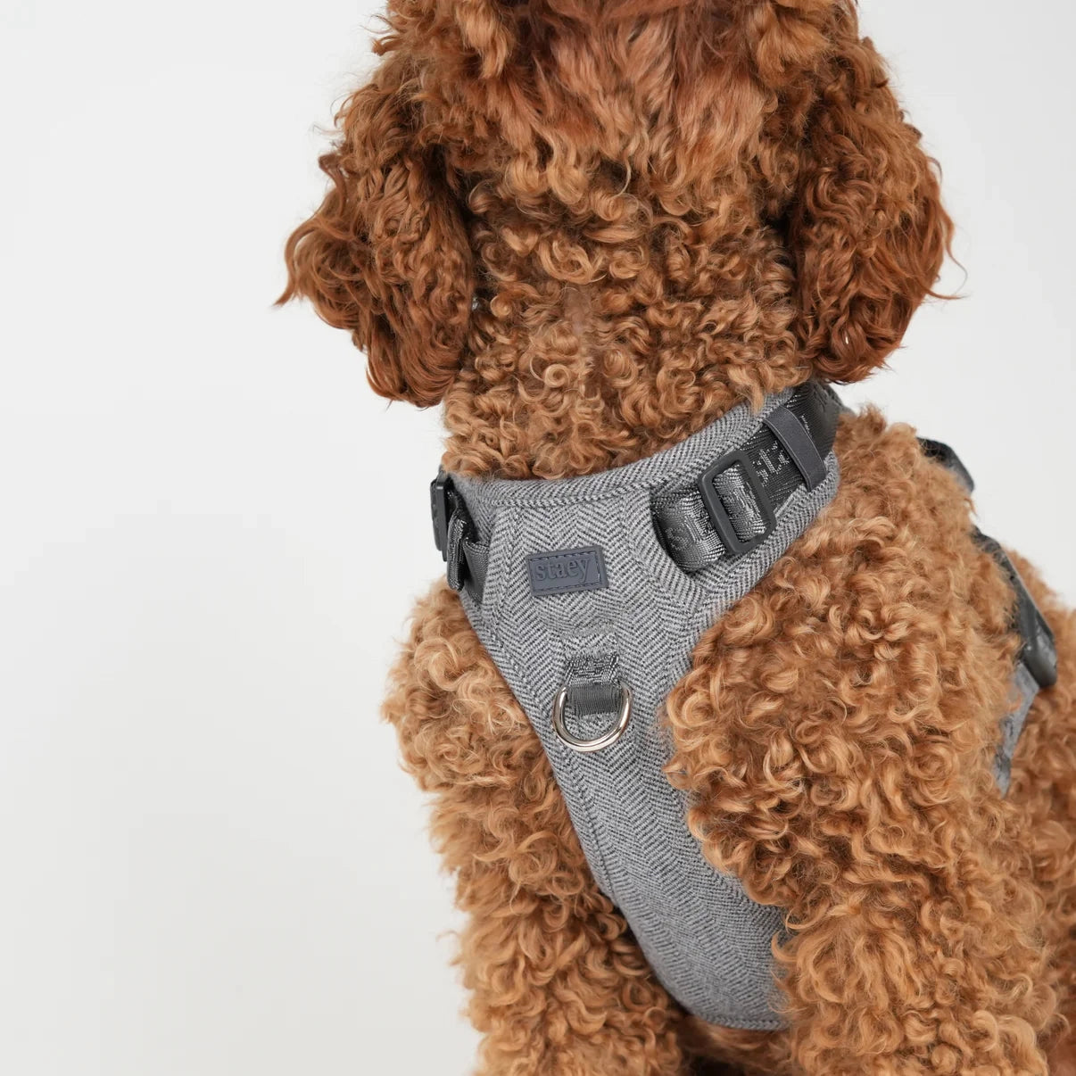 Staey dog harness, grey