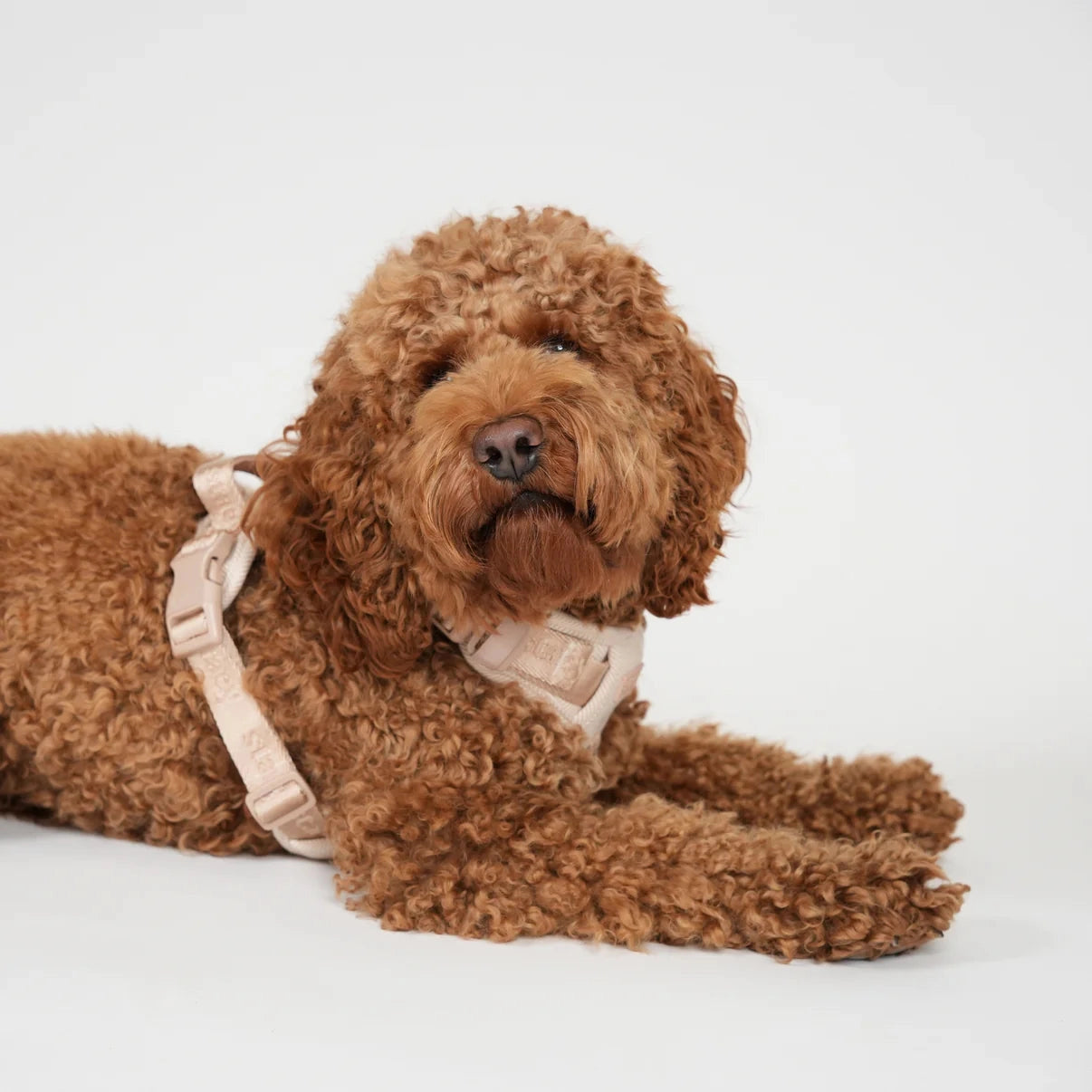 Staey Elma dog harness, light rose