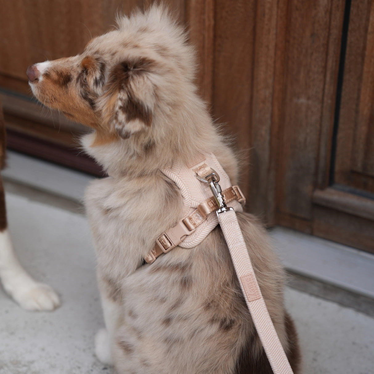 Staey Elma dog harness, light rose