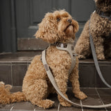 Staey Elma dog harness, sand