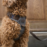 Staey Elma dog harness, stone