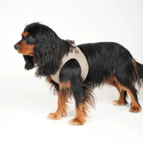 Staey dog harness, mocca
