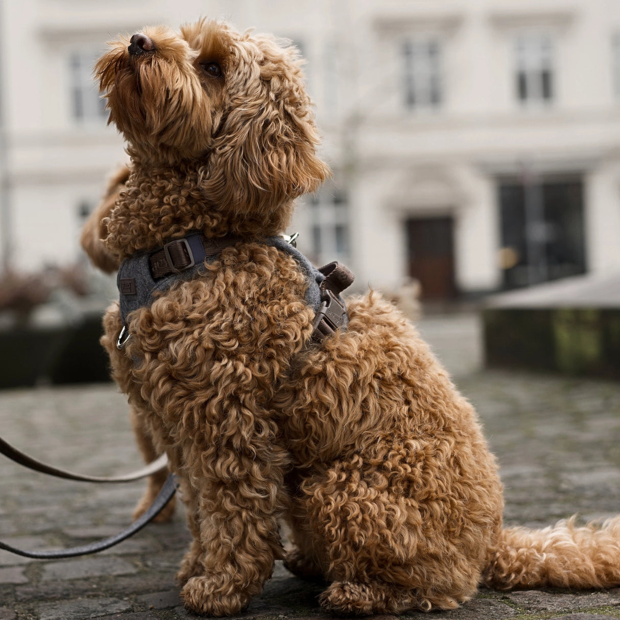 Staey Elma dog harness, stone