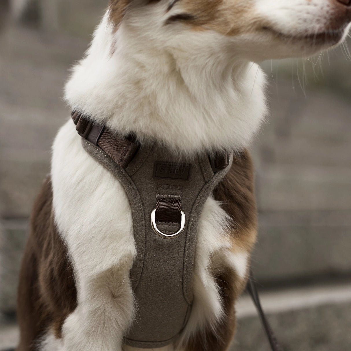Staey Elma dog harness, sand