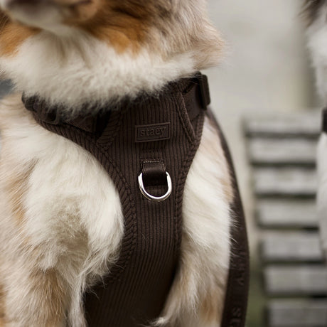 Staey Elma dog harness, dark oak