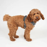 Staey dog harness, grey