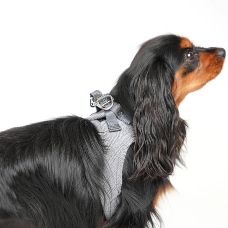 Staey dog harness, grey