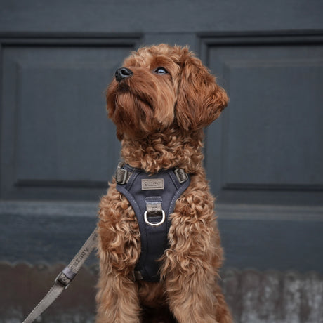 Staey Elma dog harness, navy blue