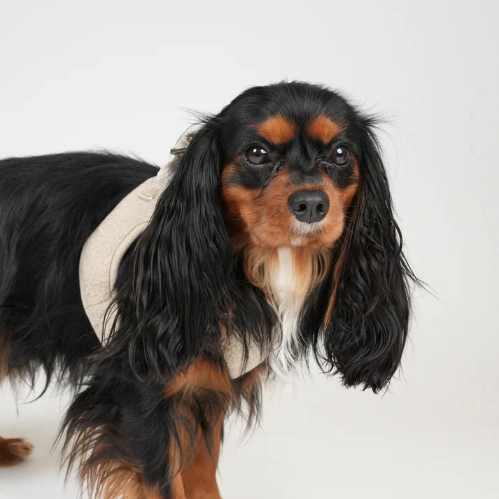 Staey dog harness, beige